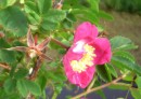 Alpenhagrose - Rosa pendulina * 1429 x 1021 * (402KB)